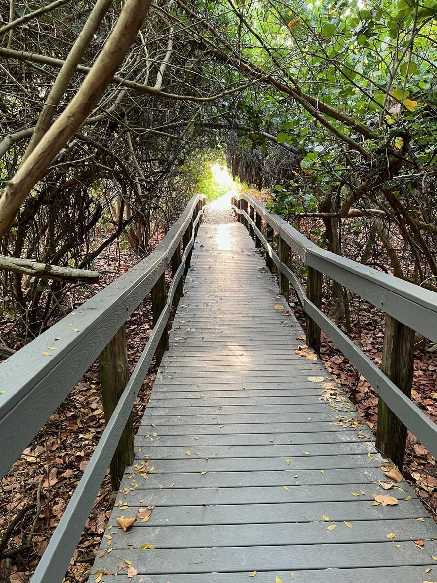 Boardwalk through native flora leading to the beach