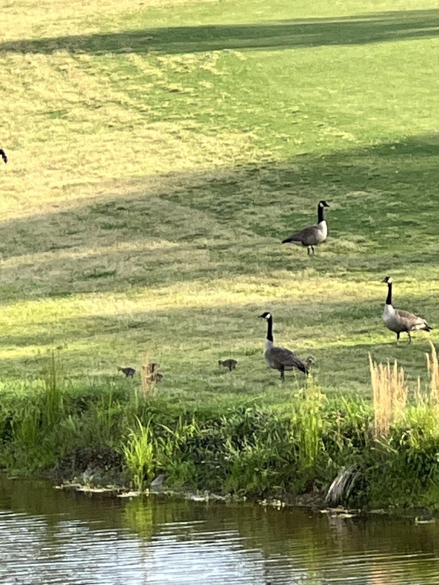 Canada geese on the golf course
