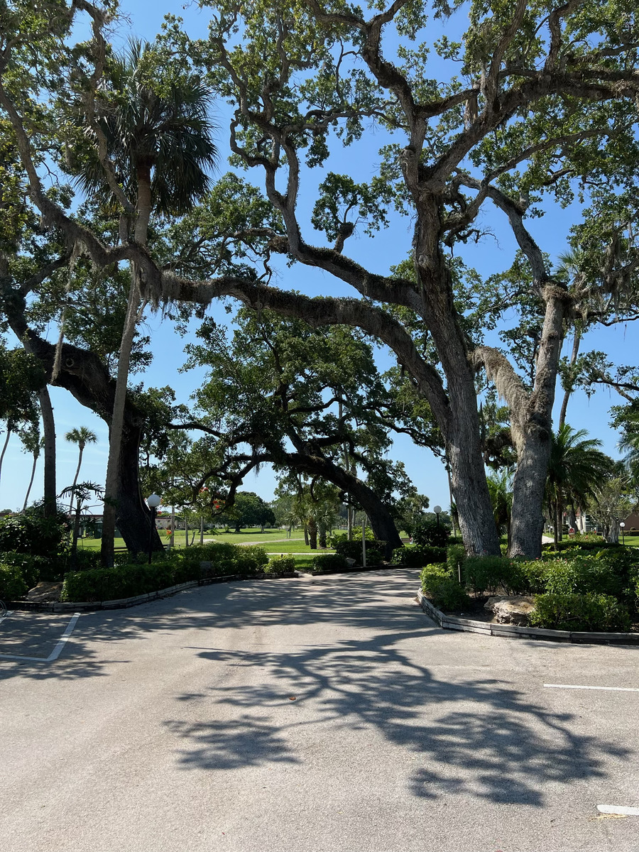 Oak canopy road through the community