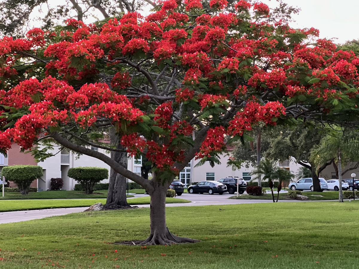Royal Poinciana tree in bloom