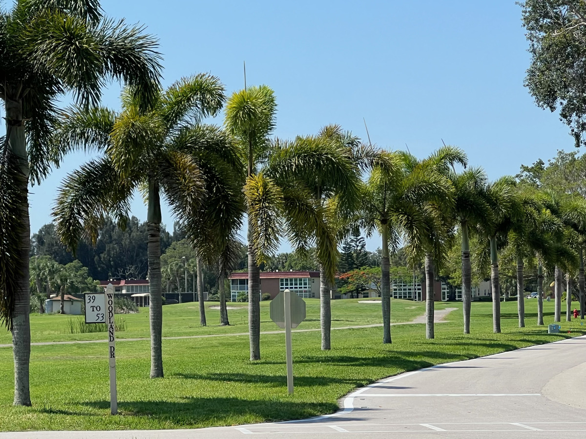 Royal palms lining the road