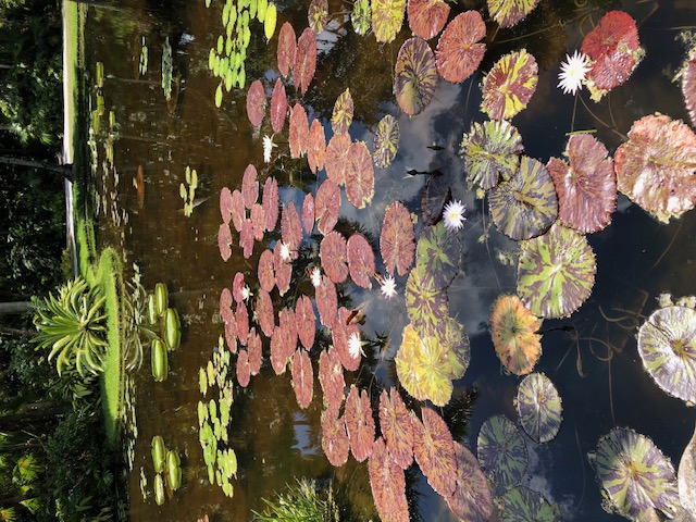 McKee Botanical Garden